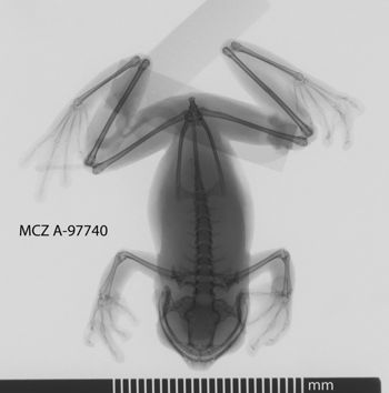 Media type: image;   Herpetology A-97740